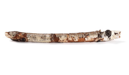  dry rotten branch birch with lichen isolated on white background