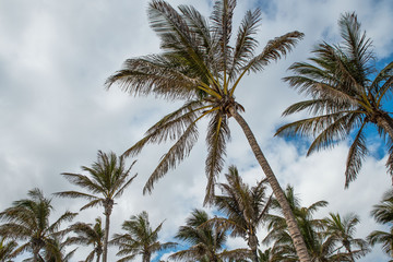 Alberi di Palma su un Isola Tropicale