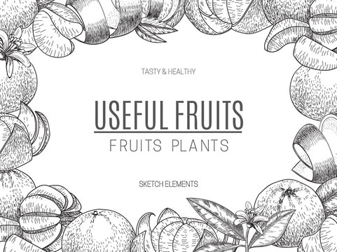 Vector design of hand drawn mandarins. Vintage sketch style illustration. Organic eco food. Whole , sliced pieces half,leaves and flowers leave . Fruit engraved .