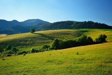 Fototapeta na wymiar Summer meadows and fields landscape in Slovakia. Single cherry tree. Gold grass and blue sky panorama.