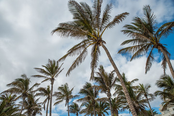 Fototapeta na wymiar Alberi di Palma su un Isola Tropicale