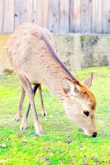 Cute Japanese deer eating grass in Nara