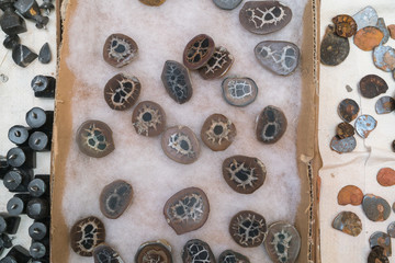 Fossils in an old market, detail of a fossil stone
