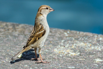 uccellino