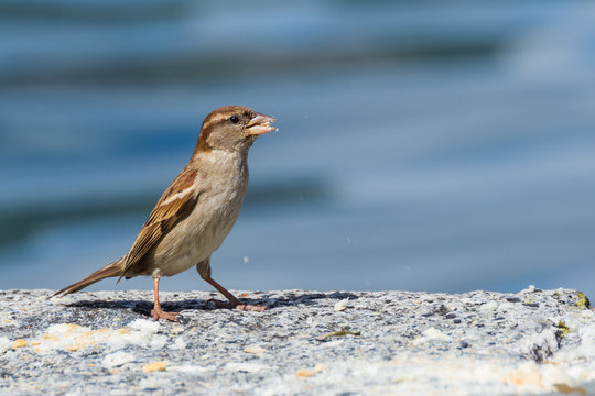 uccellino