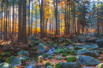Autumn stream in the forest - 136719067