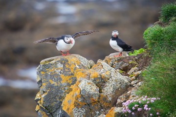 Puffins on Iceland Latrabjard cliff
