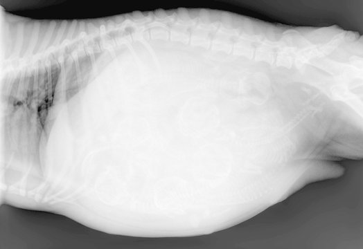 Radiographie d'une chienne gestante
