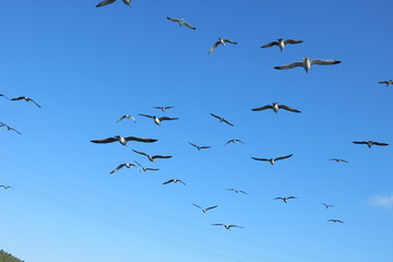 Flying seagull in the blue sky.
