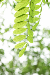 Fototapeta na wymiar Fresh Bright Green leaves.