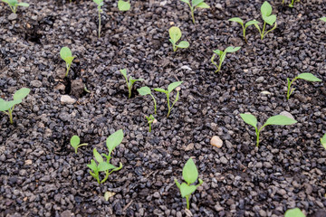 Seedlings of pepper. Pepper in greenhouse cultivation. Seedlings