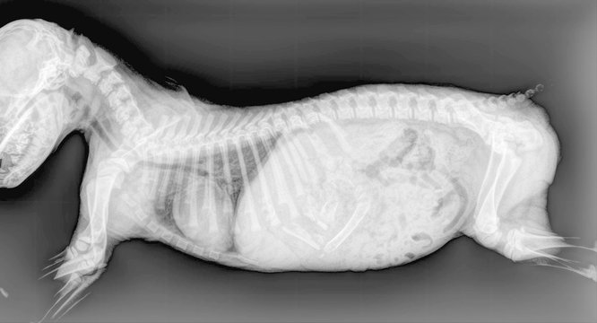 Radiographie d'un chiot ayant ingéré des os