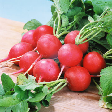 Red ripe radishes with leaves