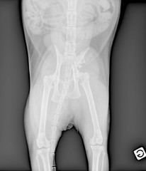 Radiographie d un chat : fracture du bassin