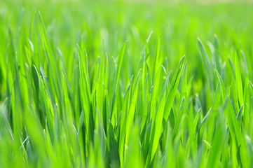 Fototapeta na wymiar Green Background with fresh green grass.
