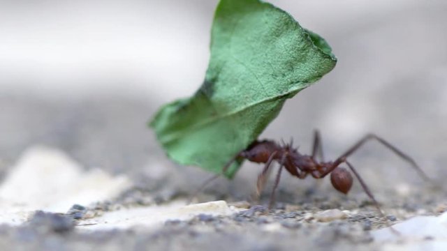 Macro footage of an ant carrying a leaf
