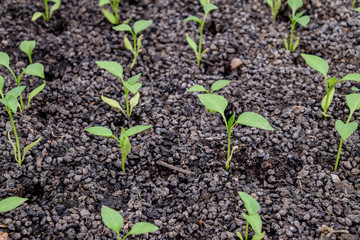 Seedlings of pepper. Pepper in greenhouse cultivation. Seedlings