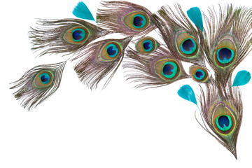 Obraz premium Peacock feathers on the white background