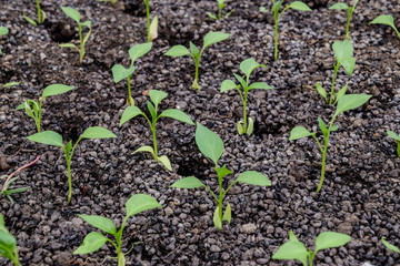 Seedlings of pepper. Pepper in greenhouse cultivation. Seedlings