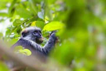 Endangered Zanzibar red colobus monkey (Procolobus kirkii), Joza