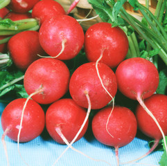 Red ripe radishes