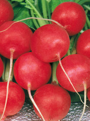 Red ripe radishes