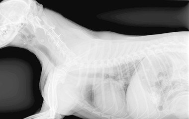 Radiographie thoracique d un chien