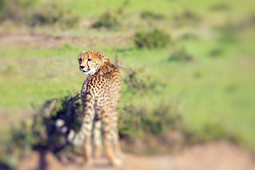 A cheetah (Acinonyx jubatus) on the Masai Mara National Reserve