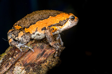 Orange and brown banded bull, chubby, Asian painted, rice or bubble frog,(Tetrapoda: Amphibia: Anura: Microhylida: Kaloula pulchra) stay still on a wooden log isolated with black background