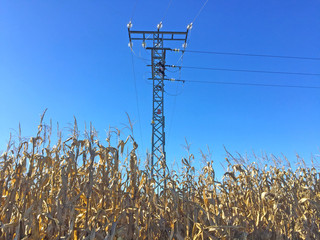 Electrical tower on a corn field © anuskiserrano