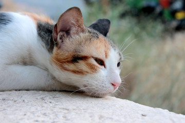 Thinking cat looking to the right side