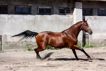 Beautiful bay horse playfully running