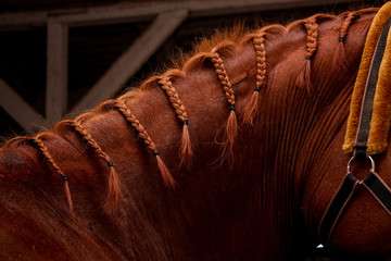 Close up of chestnut horse mane with plaits © virgonira