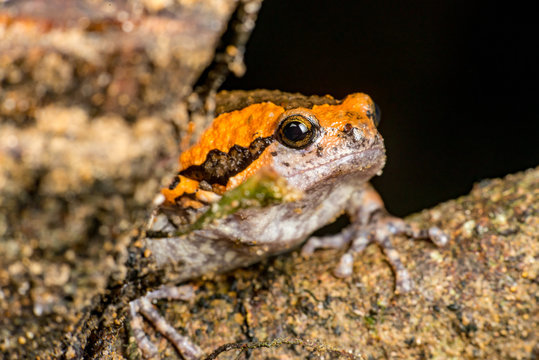 Orange and brown banded bull, chubby, Asian painted, rice or bubble frog,(Tetrapoda: Amphibia: Anura: Microhylida: Kaloula pulchra) stay still on a wooden log isolated with black background