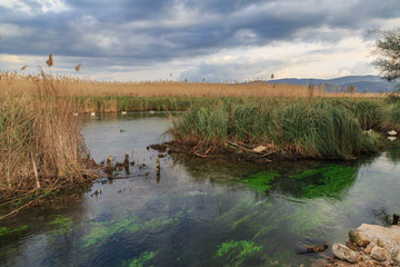 Azmak river with green mosses in akyaka, Turkey