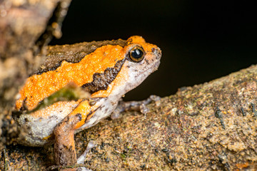 Orange and brown banded bull, chubby, Asian painted, rice or bubble frog,(Tetrapoda: Amphibia: Anura: Microhylida: Kaloula pulchra) stay still on a wooden log isolated with black background