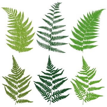 A set of silhouettes fern leaves. Vector.