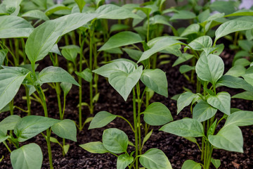 Seedlings of pepper. Pepper in greenhouse cultivation. Seedlings