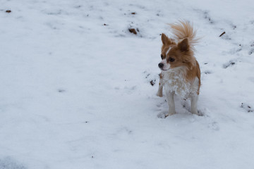 Little dog in the snow