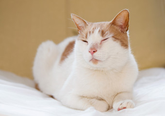 Fototapeta na wymiar Biały kot śpi. 