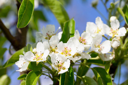 Flowering pear tree on a background of nature. Spring flowers. S