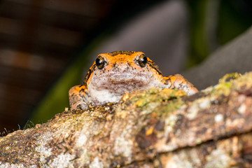 Orange and brown banded bull, chubby, Asian painted, rice or bubble frog,(Tetrapoda: Amphibia: Anura: Microhylida: Kaloula pulchra) stay still on a wooden log isolated with black background
