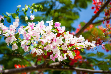 
Красивые цветы крупным планом, кустарник Бугенвиль, остров Занзибар.