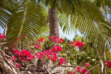 Fototapeta na wymiar Кокосовые пальмы на фоне синего неба, остров Занзибар.