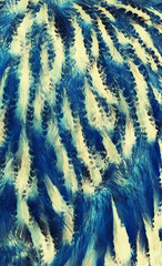 plumage background