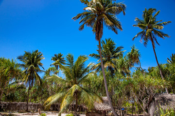 Кокосовые пальмы на фоне синего неба, остров Занзибар.