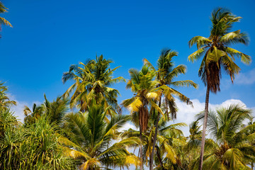 Кокосовые пальмы на фоне синего неба, остров Занзибар.