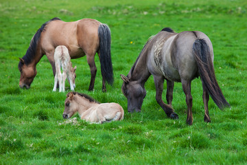 Obraz na płótnie Canvas Icelandic horses graze on a green meadow