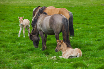Naklejka na ściany i meble Icelandic Horses