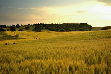 Summer meadows and fields landscape in Slovakia. Cornfield, gold grass and blue sky panorama.